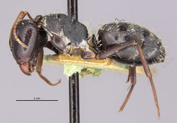Media type: image;   Entomology 22841 Aspect: habitus lateral view